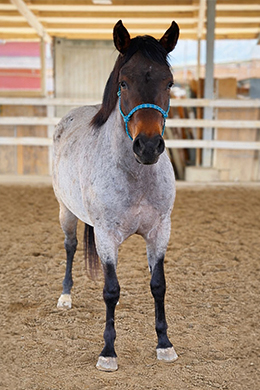 EZRAS BOGGIE ANUBY „ANUBY“