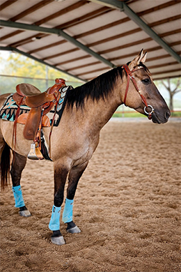 DUN ITS BUENO JAKE „COWBOY“