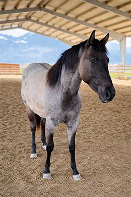 EZRAS BOGGIE COWGIRL „COWGIRL“