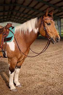 STEADYS SMART DUDE „DUDE“